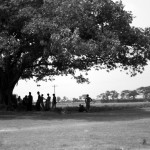 The "big tree" or "botomul" is the center of the film. Under this tree is where decisions are made that inevitably change the lives of people living in the village.